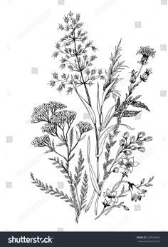 an ink drawing of wildflowers