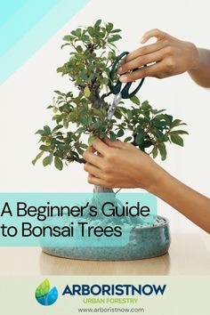 a beginner's guide to bonsai trees