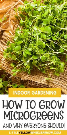 a bunch of green microgreens sitting on top of burlocks with text overlay that reads indoor gardening how to grow microgreens and why everyone should