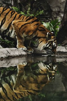 a tiger drinking water from a body of water