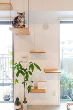 a cat sitting on top of a wooden shelf next to a plant in a pot