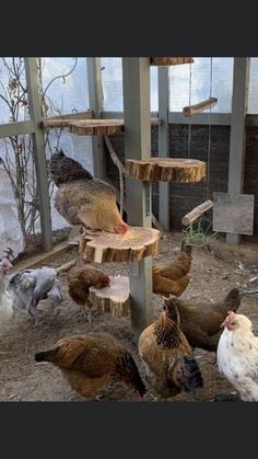 several chickens are gathered around a bird feeder