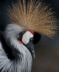 a close up of a bird with long hair on top of it's head