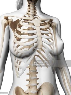 the human skeleton showing the upper and lower limbs