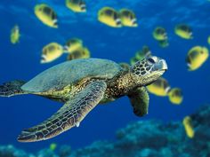 a green sea turtle swims past a school of raccoon in the ocean