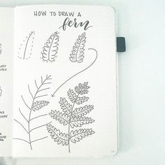 an open notebook with drawings on it and the words how to draw a fern written in cursive writing