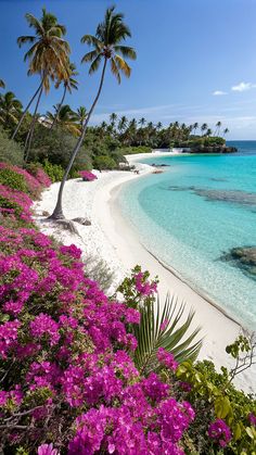 the beach is lined with pink flowers and palm trees