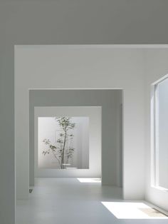 an empty white room with a bamboo plant in the center