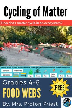 a poster with flamingos in the water and text reading cycling of matter how does matter in an ocean system?