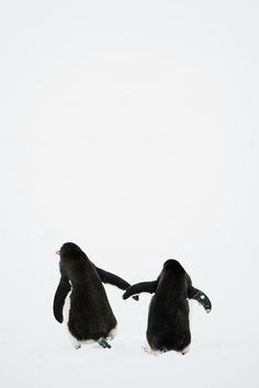 two penguins playing in the snow with each other