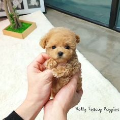 a person holding a small brown dog in their hand