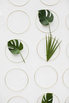 some green leaves are arranged in circles on a white surface with gold trimmings