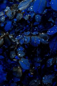 blue leaves with water droplets on them are seen in this close up photo taken at night