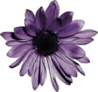 a purple flower is shown on a white background