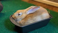 a small rabbit is sitting in a black container