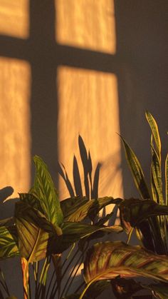 the sun shines through three windows on a houseplant in front of a potted plant