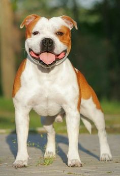 a brown and white dog standing on top of a cement floor next to grass with its tongue hanging out