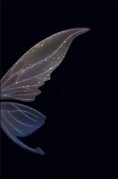 a close up of a butterfly wing on a black background