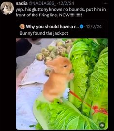 a hamster is sitting on lettuce in the middle of it's head