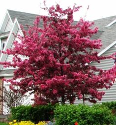 a pink tree in front of a house with flowers and shrubs around the yard area