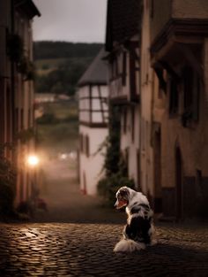 a dog is sitting on the cobblestone road in front of some old buildings