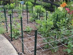 an outdoor garden with many plants growing in the ground and fenced off by metal bars