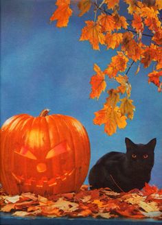 a black cat sitting next to a pumpkin