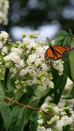 A view of a multistemmed tree-form Temple of Bloom seven-son flower planted in the garden in the summer with white flowers and an orange butterfly. The second photo is in the fall, showing off its dusky red bracts arranged in fluffy, flower-like groups. The third photo shows a close view of its milky white, exfoliating bark. The fourth photo is of the fully leafed out Temple of Bloom heptacodium in the spring garden, providing contrast to other plants with its large leaves. Something To Talk About, Small Trees, Spring Garden, Lawn Garden, In Summer, Bright Red