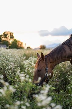 a brown horse standing on top of a lush green field next to tall white flowers