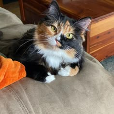 a calico cat sitting on top of a couch