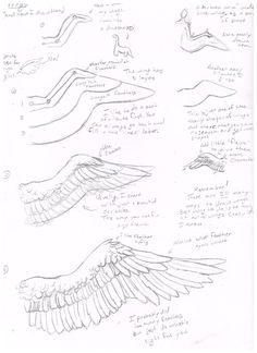 some sketches of different types of birds and their flight patterns are shown in this drawing