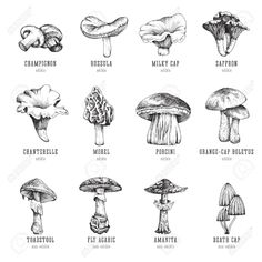 the different types of mushrooms in black and white stock photo, images and royalty illustrations