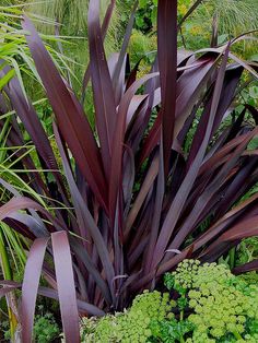 some purple plants are in the middle of green grass and other foliages, with one plant growing out of it's center