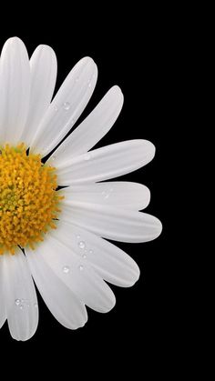 a white daisy with water droplets on it