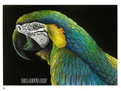 a drawing of a colorful parrot on a black background with the words timbees art written below it