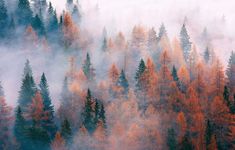 an aerial view of trees with orange and yellow leaves in the foreground, on a foggy day