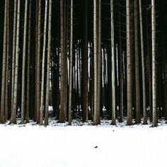 a snowboarder is going down a snowy hill in front of many tall trees