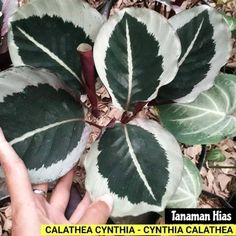 there is a plant with green and white leaves in the middle of some dirt ground