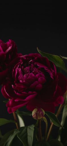 two dark red flowers with green leaves in front of a black background and one large flower