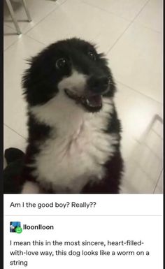 a black and white dog sitting on top of a tiled floor