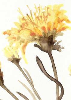 a watercolor painting of yellow flowers on a white background with the stems still attached