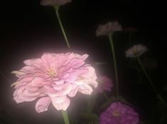 pink and purple flowers lit up in the dark