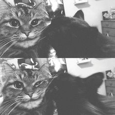 two black and white pictures of cats with crowns on their heads, one is looking at the camera