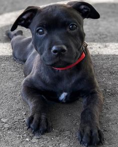 a black dog laying down on the ground