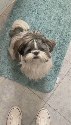 a small dog sitting on top of a rug next to a person's feet