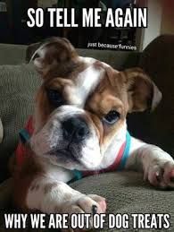 a brown and white dog laying on top of a couch next to a quote that says, so tell me again