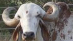 an animal with large horns standing next to a wire fence in the dirt and grass