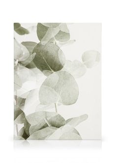 an image of leaves on a white background