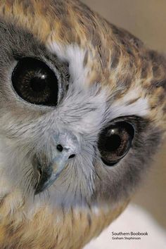 an owl with very large black eyes stares into the camera