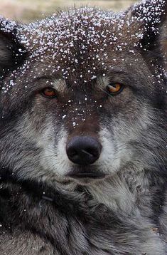 a wolf with snow all over it's face